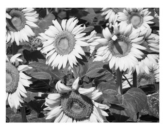 8x10 Black & White photo close up print of a field of sunflowers in full bloom against the leaves; Unframed