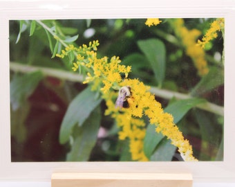 Bee Collecting Pollen Photo Greeting Card