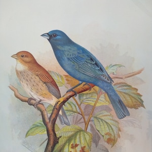 Variety of Antique Bird Lithographs by F.W. Frohawk c.1899