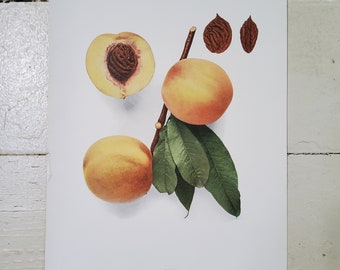 Group of Antique Peach Prints U.P. Hedrick Lithograph Print c.1916