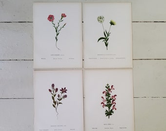 Variety Wildflower Antique Prints Flowers of the Holy Land Hanna Zeller, c. 1875