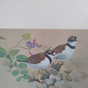 Pair Bird Prints Rufous Hummingbird and Plover Vintage image 3