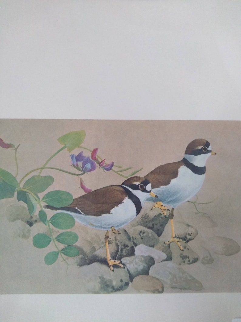 Pair Bird Prints Rufous Hummingbird and Plover Vintage image 3