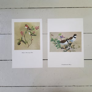 Pair Bird Prints Rufous Hummingbird and Plover Vintage image 1