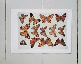 Vintage Butterfly Lithograph Prints W.J. Holland c. 1896