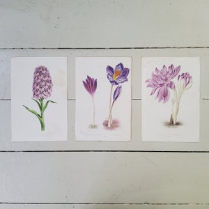 May include: Three botanical illustrations of purple flowers. The first image shows a purple orchid with a white centre. The second image shows a purple crocus with a yellow centre. The third image shows a purple flower with a white centre and a green stem.