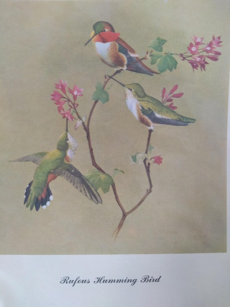 Pair Bird Prints Rufous Hummingbird and Plover Vintage image 2