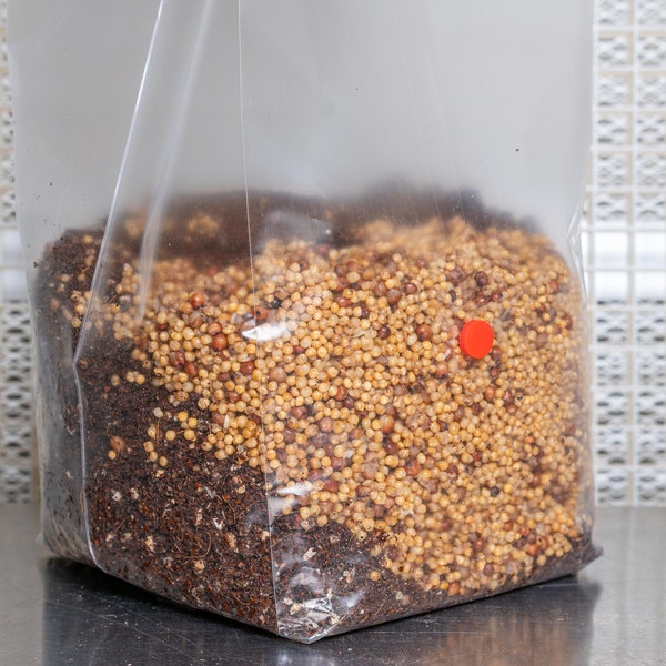 The All-In-One "Cultivator" Traditional Spawn Grow Bag - Sterilized