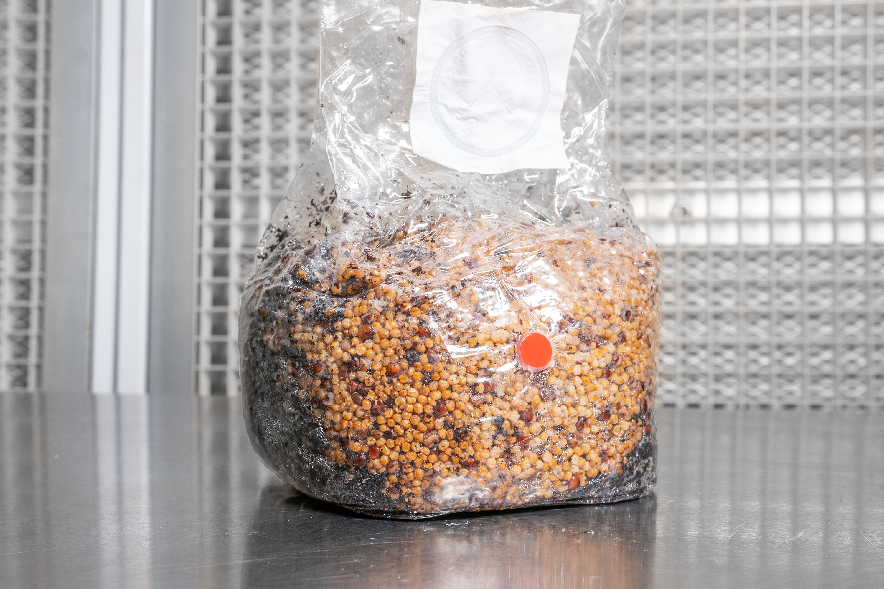 Spawn Bags vs. Substrate Jars: Which Is Best for Growing?