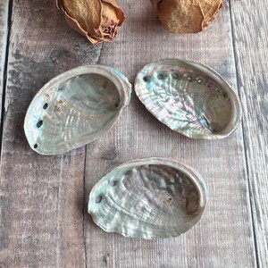 May include: Three iridescent abalone shells with a pearlescent sheen, showing shades of blue, green, and silver. The shells are on a weathered wooden surface, with dried rose buds in the background.