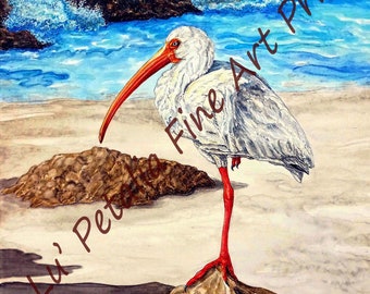Ibis Giclee Print: Fine Art Watercolor Bird Painting