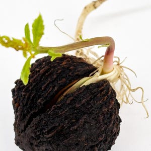 May include: Close-up of a sprouting seed with a dark brown, textured shell. A young stem with small green leaves emerges, alongside delicate roots. The seed is set against a plain white background, highlighting the natural details of the plant.