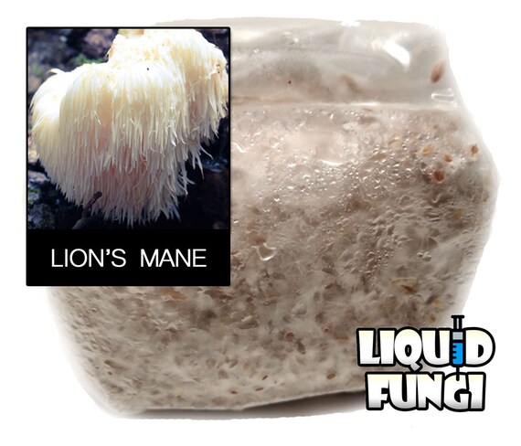 Lion S Mane Mushroom Grain Spawn 1 Pound Etsy