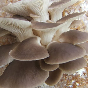 Peut inclure: Un groupe de champignons de pleurotes avec des chapeaux brun clair et des lamelles blanches. Les champignons sont disposés en couches, avec le plus grand chapeau en haut et des chapeaux plus petits en dessous.