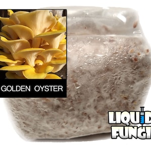 May include: A close-up of a clear plastic bag containing a mushroom grow kit. The bag is filled with a white substrate and has a label that reads "LIQUID FUNGI". A small image of a golden oyster mushroom is in the top left corner with the text "GOLDEN OYSTER" below it.