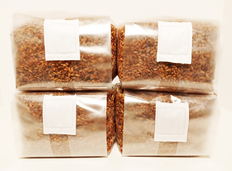 Sterilized Rye Berries Mushroom Substrate in Unicorn Bags With Etsy