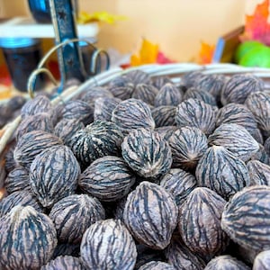 May include: A wicker basket overflowing with black walnuts. The walnuts have a textured, ridged surface with dark gray and light brown hues. The background shows jars of preserves and colorful fall foliage.