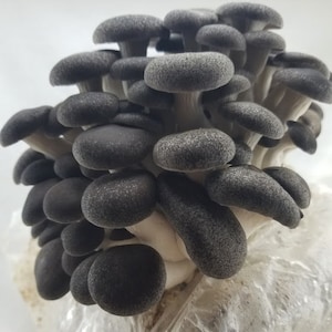 Black Pearl King Oyster Mushroom Grain Spawn (1 Pound)