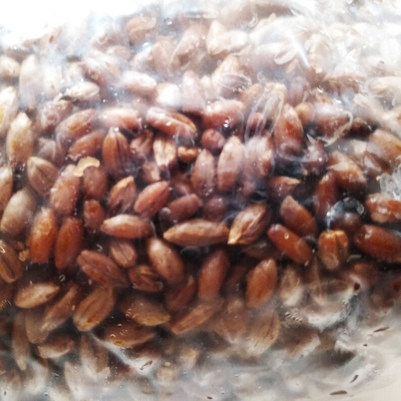 Sterilized Rye Berries Mushroom Substrate Bags for Grain Spawn Etsy