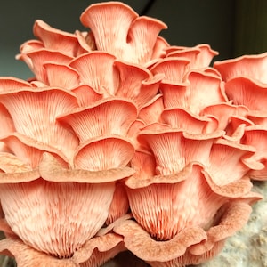 May include: A cluster of vibrant pink oyster mushrooms. The fan-shaped caps are layered and textured, with visible gills underneath. The mushrooms are a bright, eye-catching color, suggesting freshness and edibility. A close-up view highlights the intricate details.