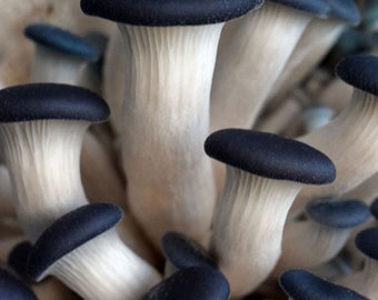 Blue Oyster Mushroom Grain Spawn (1 Pound)