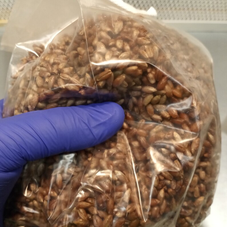 Sterilized Rye Berries Mushroom Substrate Bags for Grain Spawn Etsy