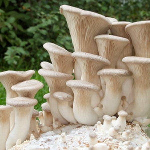 May include: A cluster of oyster mushrooms, with light brown caps and white stems, growing on a log in a grassy area.