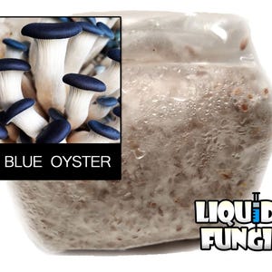 Blue Oyster Mushroom Grain Spawn (1 Pound)