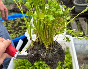 10x plants live bare root water Celery