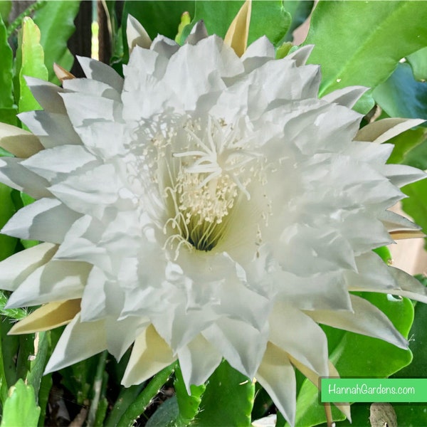 1 unrooted cutting/ leaf/ stem Super Rare Hot  Kiwi Iolanthe Epiphyllum Orchid Cactus 6-8”