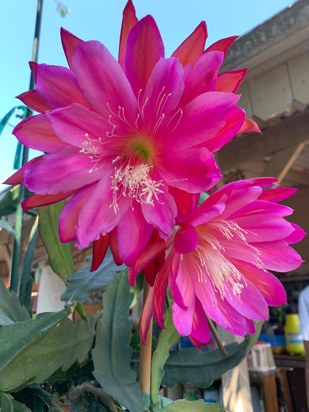 Epiphyllum Pacesetter Orchid Cactus 1 Cutting 68 Long Etsy