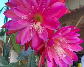 Epiphyllum Pacesetter Orchid Cactus 1 corte 6-8" de largo