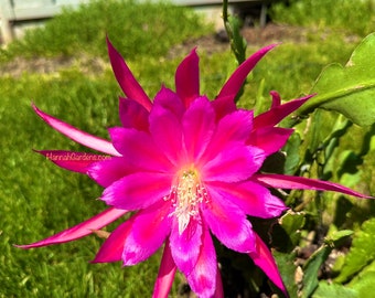 1 Ausschnitt/ Blatt/ Stiel Raspberry Ribbon Epiphyllum Orchidee Kaktus 6-8”