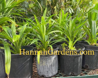 1 plant live fragrant Pandan/ Pandanus 10-15” tall - 1gal pot