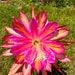see more listings in the Epiphyllum section