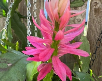 1 Rare orchid cactus German Empress Epiphyllum - 1 Fresh unrooted cutting 6-8”