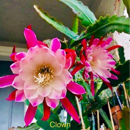 1 cutting/ leaf/ stem Rare CLOWN Epiphyllum Orchid Cactus 6-8”