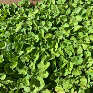 10x plants live bare root Gotu Kola / Centella asiatica / Asiatic pennywort/ Indian pennywort/ brahmi / rau ma