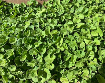 10x plants live bare root Gotu Kola / Centella asiatica / Asiatic pennywort/ Indian pennywort/ brahmi / rau ma