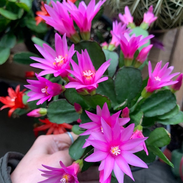 1 rooted cutting Hot Pink/ light pink/ orange/ Spring Easter Cactus