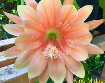 1 cutting/ leaf/ stem King Midas Epiphyllum Orchid Cactus 6-8”