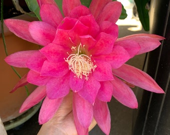 10 cm Topf Hot Pink Epiphyllum