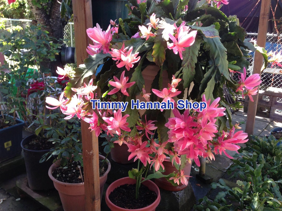 1 Rare orchid cactus German Empress Epiphyllum 1 Fresh | Etsy