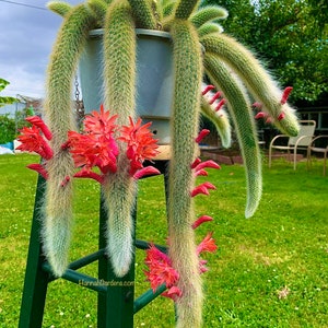 1 rooted cutting/ leaf/ stem Monkey Tail Cactus 2-5”