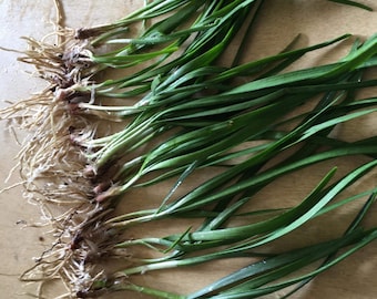 10x plants live Allium tuberosum (Hẹ) / Asian chives / garlic chives ( flat leaves) / ニラ/ 韭菜 / 골파/부추