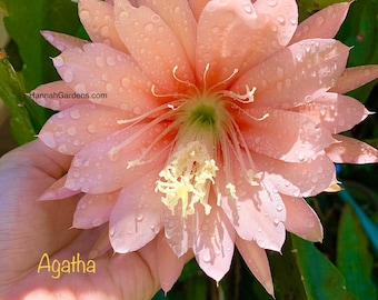 Agatha Epiphyllum Orchid Cactus 1 corte 8-10" largo