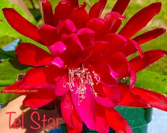 1 unrooted cutting 6-8” Tel Star Orchid cactus epiphyllum