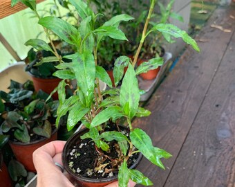 1 - 4” pot vietnamese coriander herb