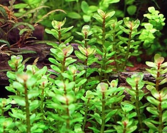 1 stem true Rotala bonsai live aquarium plants rare live aquatic plants free S/H