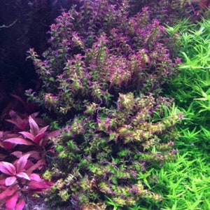 3 stems rotala Pearl! Live aquarium plants! Free s/h live aquatic plants! Rare!!!